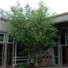 Gambel Oak #5 - Image 3